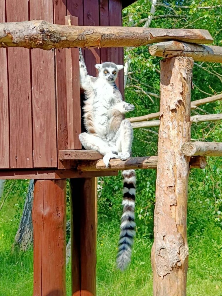 lemur zoo Charlotta
