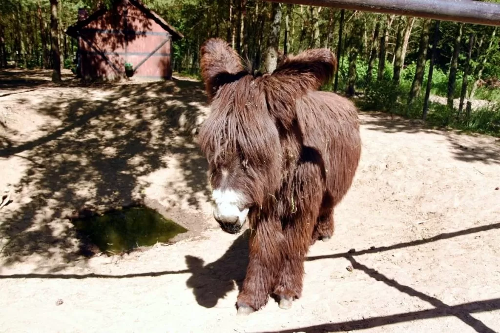 osiołek z zoo charlotta